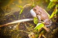 Bronze frog making a mating call