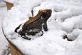Bronze frog on snowy street in winter, Swieradow Zdroj, Poland
