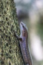 Bronze Gecko at the Seychelles Islands, Indian Ocean, Africa