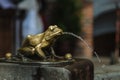 Bronze gilded frog