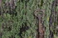 Bronze Key is the husband and tree bark