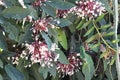 Bronze-leaved clerodendrum flowers, Clerodendrum quadriloculare, Philippines species, Introduced ornamental species Royalty Free Stock Photo