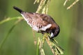 Bronze mannikin bird sitting in stems of grass to eat fresh seeds