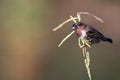 Bronze mannikin bird sitting in stems of grass to eat fresh seeds Royalty Free Stock Photo