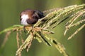 Bronze mannikin bird sitting in stems of grass to eat fresh seeds Royalty Free Stock Photo