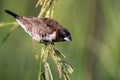 Bronze mannikin bird sitting in stems of grass to eat fresh seeds Royalty Free Stock Photo