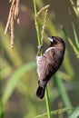 Bronze mannikin bird sitting in stems of grass to eat fresh seeds Royalty Free Stock Photo