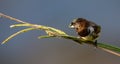 Bronze mannikin bird sitting in stems of grass to eat fresh seeds Royalty Free Stock Photo