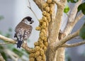 Bronze Mannikin Lonchura cucullata Royalty Free Stock Photo