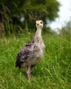 Bronze Orlopp Turkey Chick Royalty Free Stock Photo