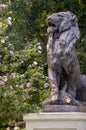 Bronze sculpture of lion in the green summer park Royalty Free Stock Photo