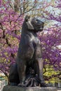 Bronze sculpture of a lioness with a small lion cub. Blooming cercis tree with pink flowers. Judas tree Royalty Free Stock Photo