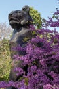 Bronze sculpture of a lioness with a small lion cub. Blooming cercis tree with pink flowers. Judas tree. Royalty Free Stock Photo