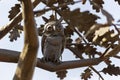 a bronze sculpture of an owl sitting on a tree in the P.P. Bazhova on a summer day