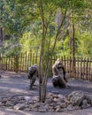 Bronze sculpture by Tom Tischler titled `Gorilla Family` at the Dallas City Zoo.