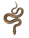 Bronze Snake isolated on White