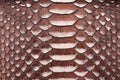 Bronze Snakeskin texture pattern, natural python leather.