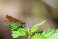 Bronze splendor dragonfly sits on nettle leaves against blurred brown background