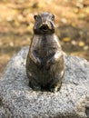 Bronze statue of arctic ground squirrel Royalty Free Stock Photo