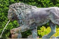 Bronze statue of lion. Fragment of fountain Lion`s cascade in Lower park of Peterhof in St. Petersburg, Russia