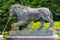 Bronze statue of lion. Fragment of fountain Lion`s cascade in Lower park of Peterhof in St. Petersburg, Russia