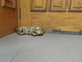 Bronze statue of a sleeping bulldog puppy lies at the wooden door Royalty Free Stock Photo