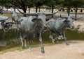 Bronze Steer Sculpture Pioneer Plaza, Dallas Royalty Free Stock Photo