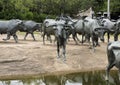 Bronze Steer Sculpture Pioneer Plaza, Dallas Royalty Free Stock Photo