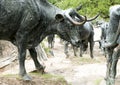 Bronze Steer Sculpture Pioneer Plaza, Dallas Royalty Free Stock Photo