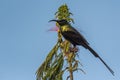 Bronze Sunbird - Nectarinia kilimensis