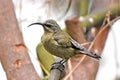 Bronze Sunbird (Nectarinia kilimensis) Royalty Free Stock Photo