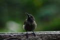 Bronze Sunbird , which is dark brown in colour , sitting on wood Royalty Free Stock Photo