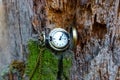 Old tree and antique pocket watch Royalty Free Stock Photo