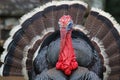 Bronze turkey in the farm