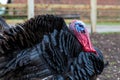 Bronze turkey 03 Royalty Free Stock Photo
