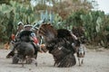 Bronze turkey flock free range Royalty Free Stock Photo
