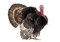 Bronze turkey isolated on a white background