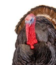 Bronze turkey isolated on a white background