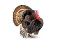 Bronze turkey isolated on a white background