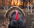 Bronze turkey at sunset