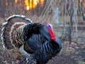 Bronze turkey at sunset