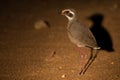 Bronze-winged courser at night looking for insects in spotlight