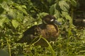 The bronze-winged duck (Speculanas specularis).