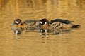 Bronze-winged duck, Speculanas specularis, Spectacled duck brown duck, floating on dark yellow water surface. Splash water with du Royalty Free Stock Photo