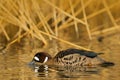 Bronze-winged duck, Speculanas specularis, Spectacled duck brown duck, floating on dark yellow water surface. Splash water with du