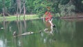 Bronze-winged Jacana Bird, Metopidius indicus, flying out and Phalacrocoracidae, aquatic bird commonly known as cormorant, sitting