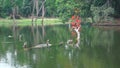 Bronze-winged Jacana Bird, Metopidius indicus, and Phalacrocoracidae , aquatic bird commonly known as cormorant