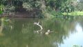 Bronze-winged Jacana Bird, Metopidius indicus, and Phalacrocoracidae , aquatic bird commonly known as cormorant