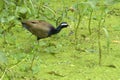 Bronze-winged Jacana Bird, Metopidius indicus,