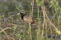 Bronze - winged jacana Royalty Free Stock Photo